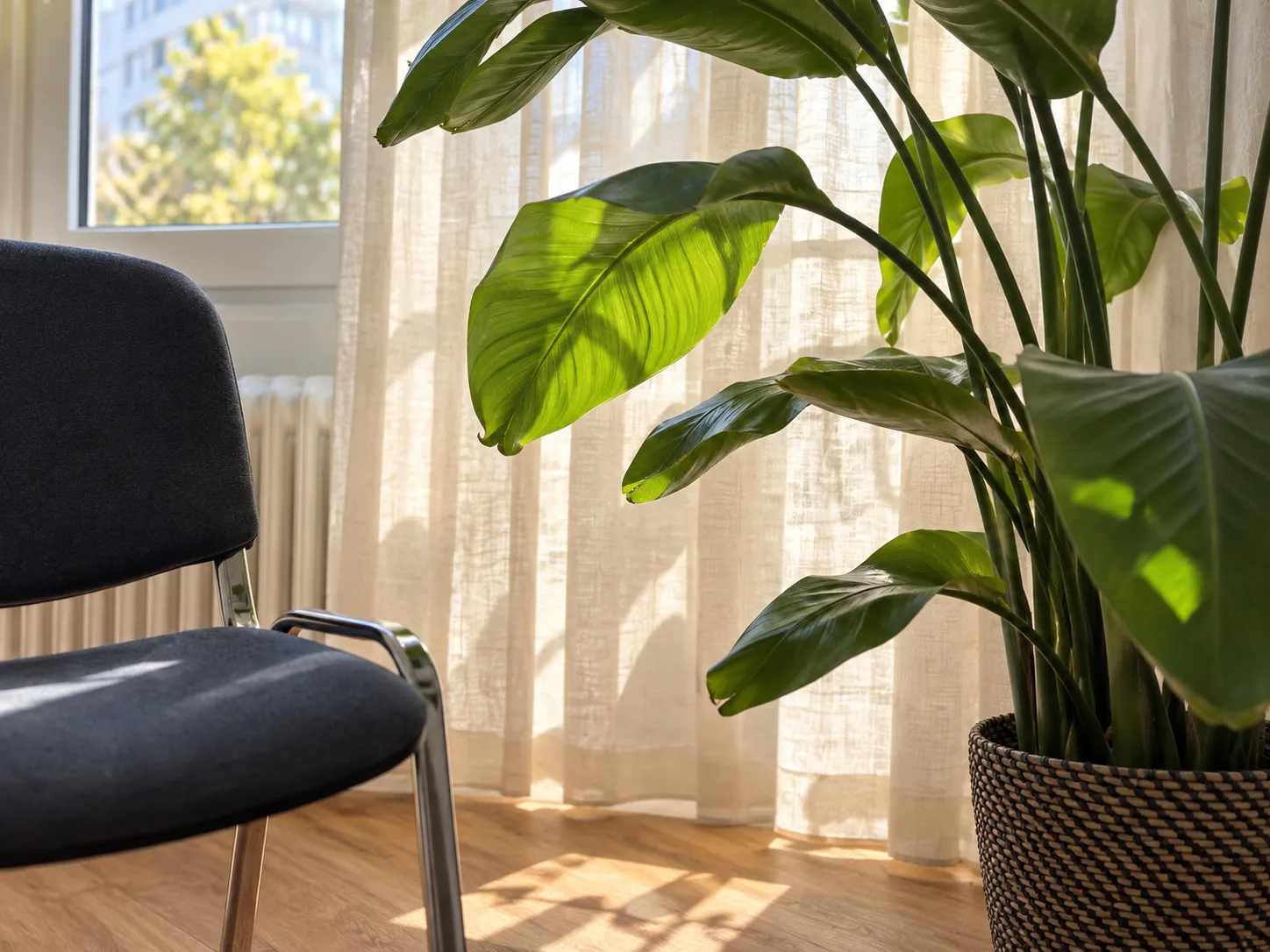 Pflanze im Fensterlicht